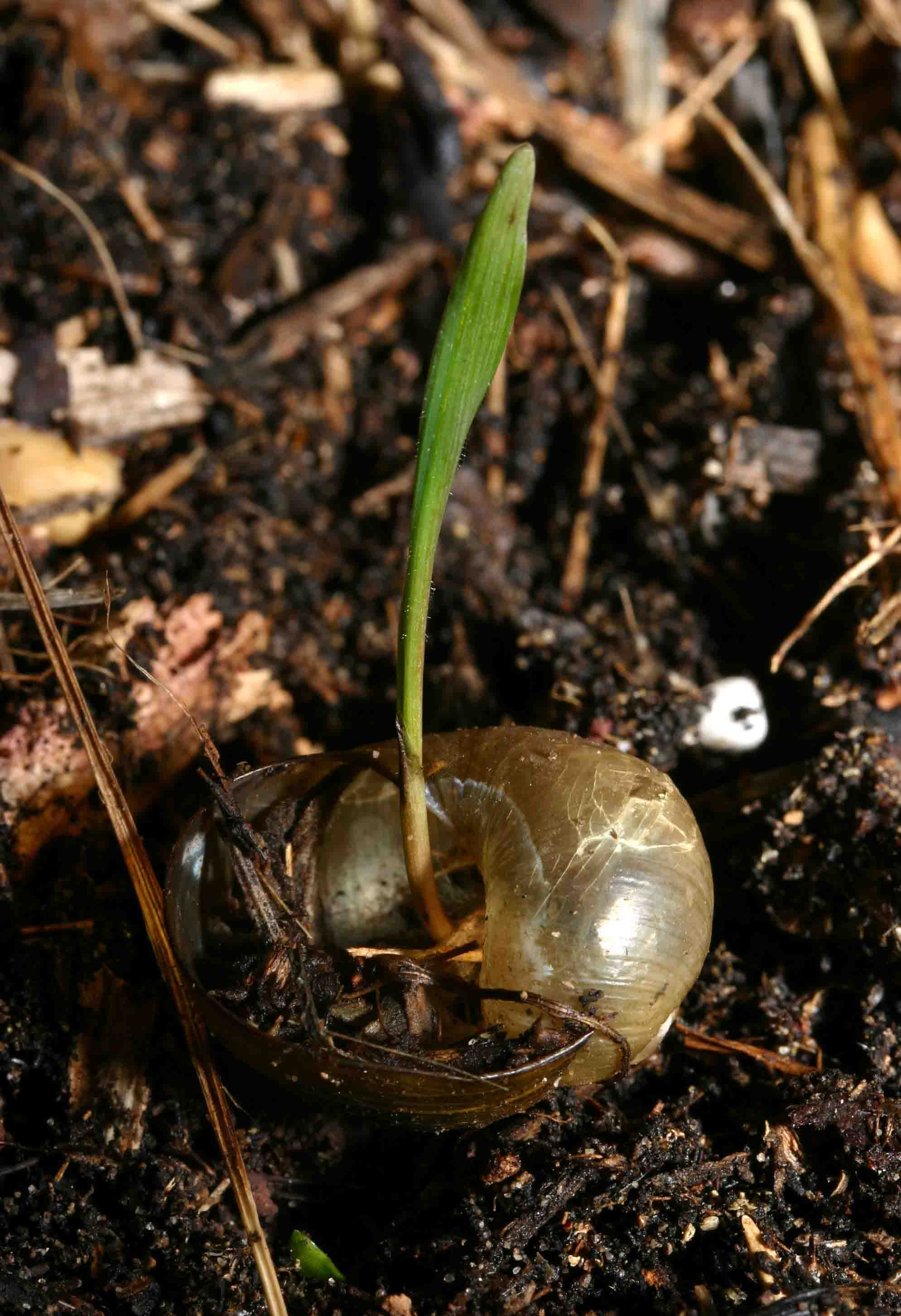 Natura morta....anzi viva !